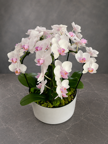 Premium Orchid Arrangement